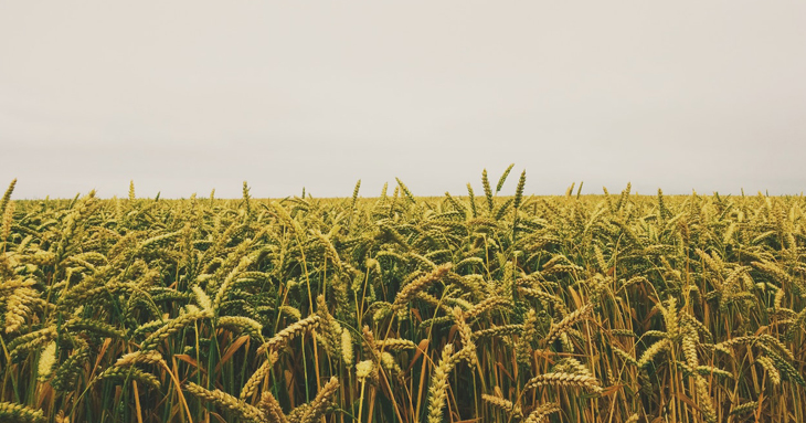 Crop Insurance